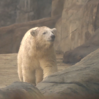 Már merülnek a macik